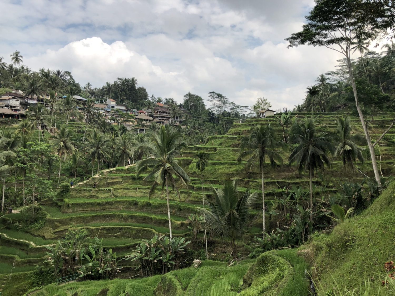 tegallalang rice terraces