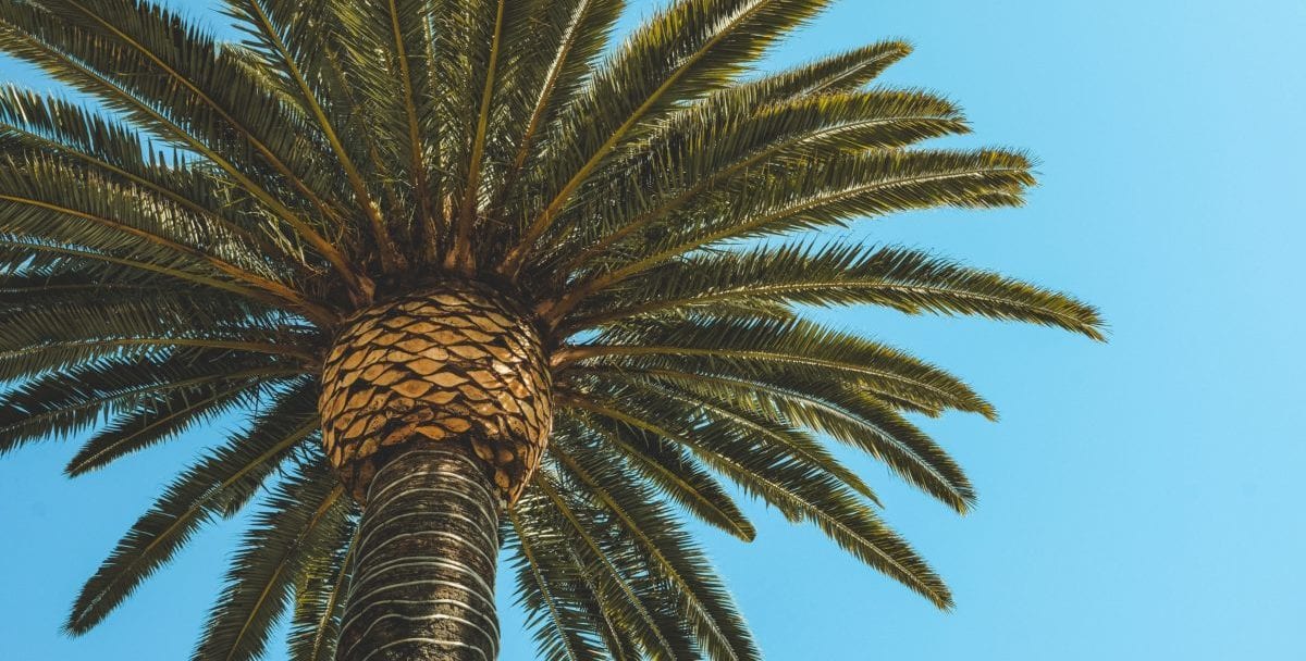 domestic cheap flights