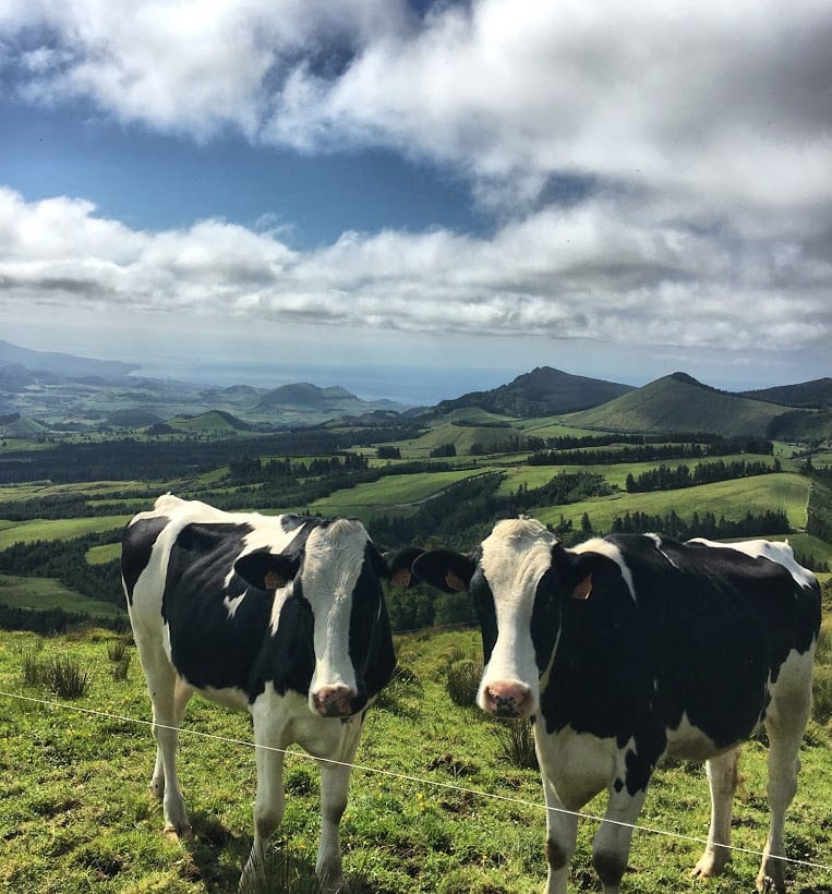 cows on a hill in the Azores