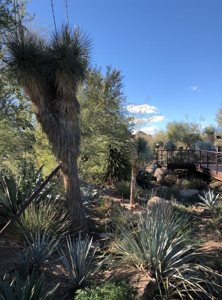 desert botanical garden
