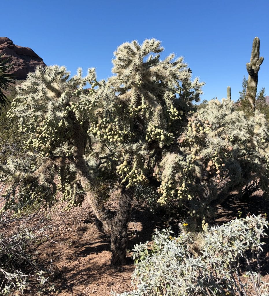 desert botanical garden