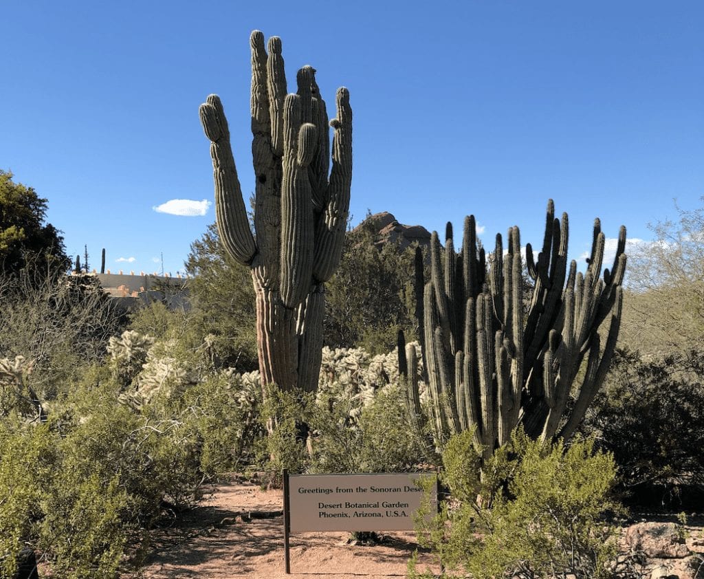 desert botanical garden