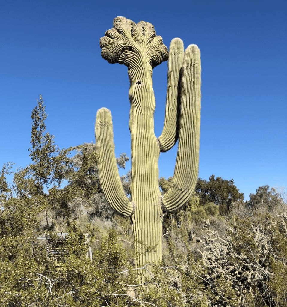desert botanical garden