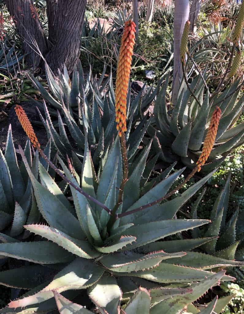 desert botanical garden