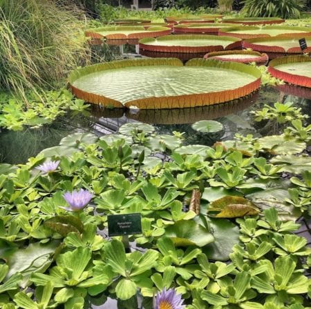 Exploring Edinburgh, Scotland in 2 Days 4 Royal Botanic Garden, Edinburgh, Scotland