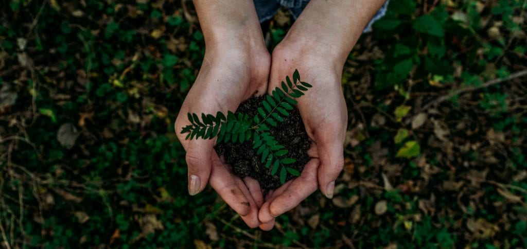 Going Green in Flight: How to Offset Your Travel Carbon Footprint 1 planting