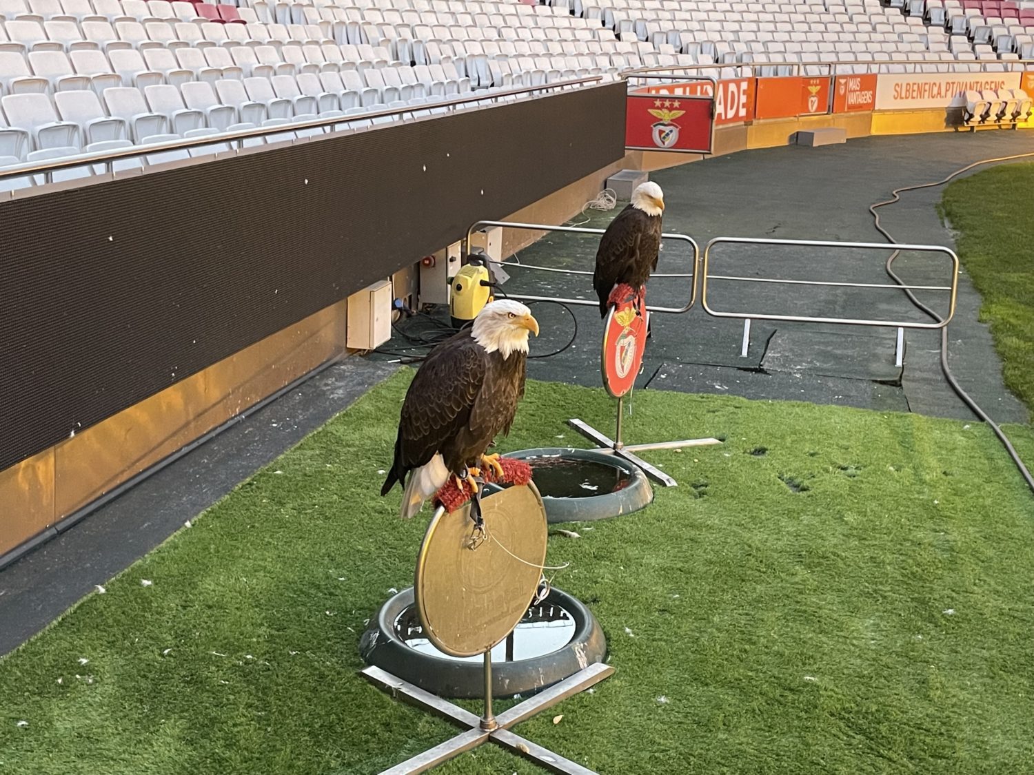 Benfica eagles