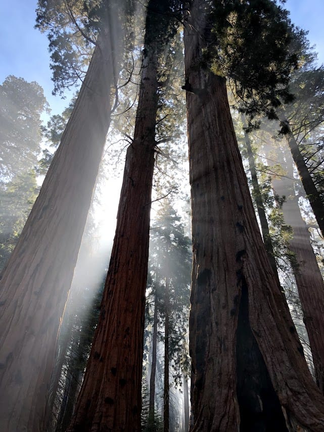 sequoia national park