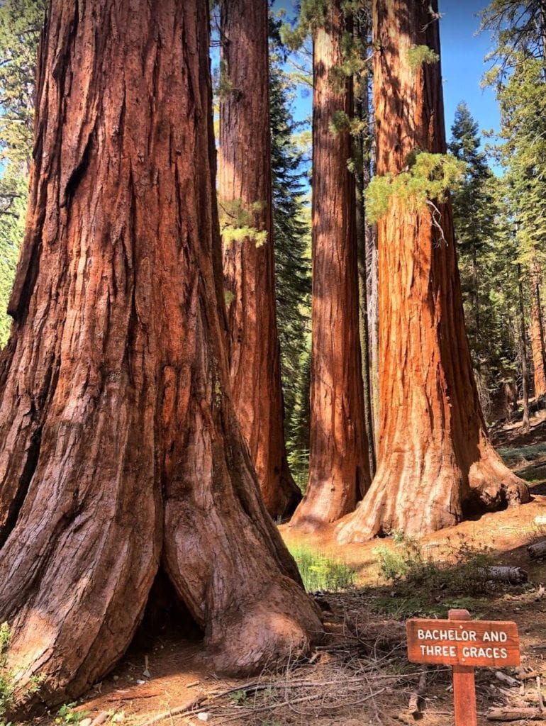 A large tree in a forest with Sequoia National Park in the background
