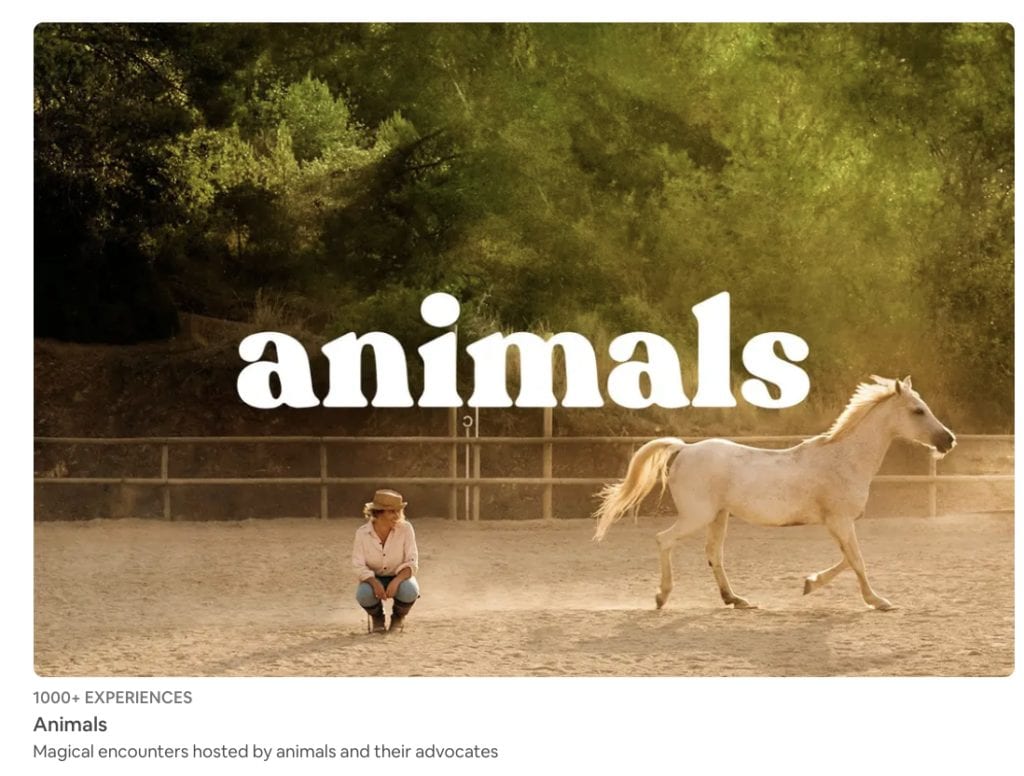 airbnb animal experiences