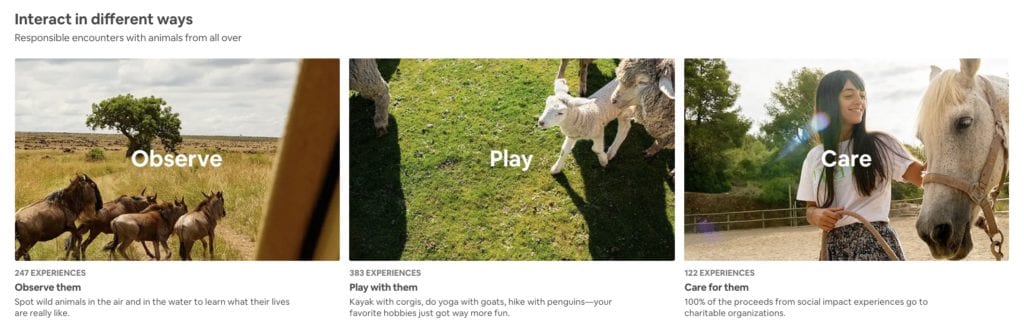 airbnb animal experiences