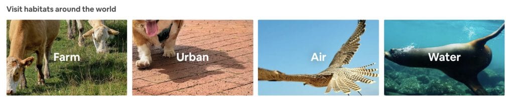 airbnb animal experiences