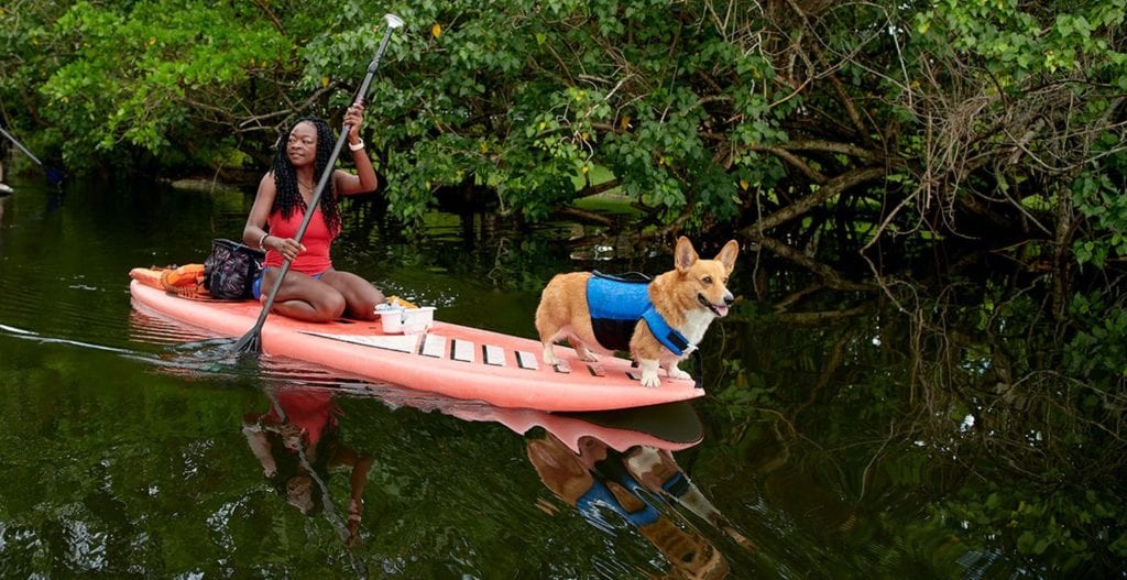 Airbnb Gets Cuddly with Airbnb Animal Experiences 1 Airbnb Animal experiences Corgi