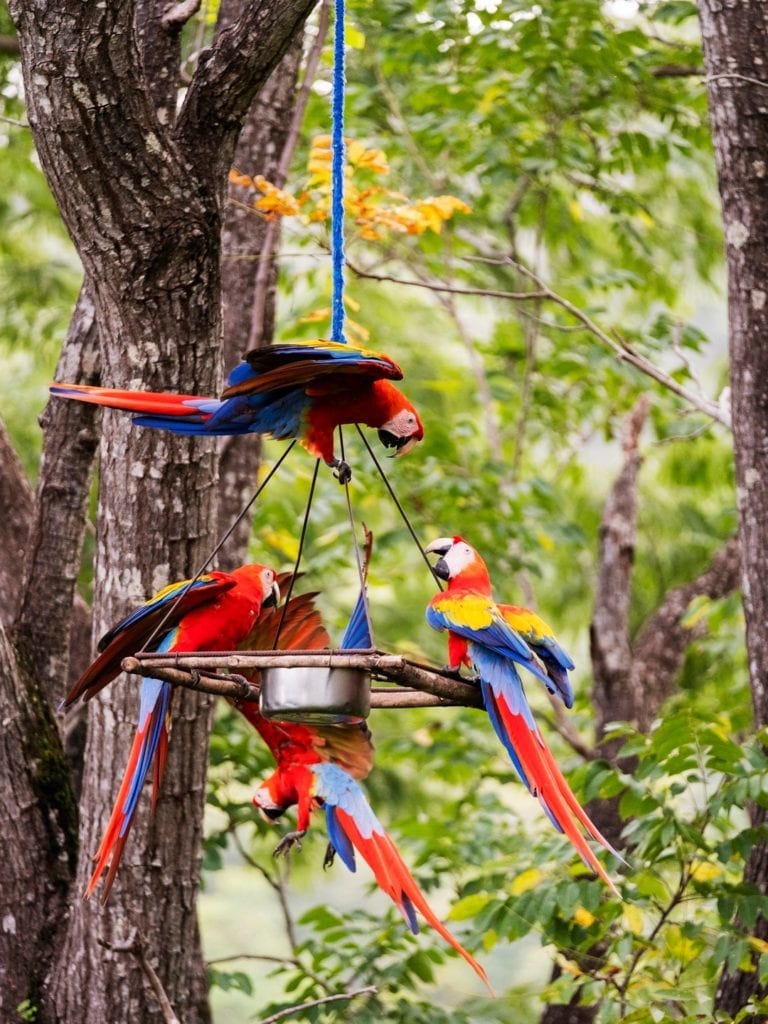 Airbnb Gets Cuddly with Airbnb Animal Experiences 2 Airbnb Excursion Costa Rica