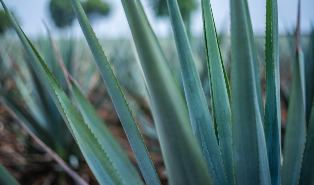 Move Over, Tequila: It's Time for Mezcal, the Spirit of Oaxaca 1 blue agave mezcal