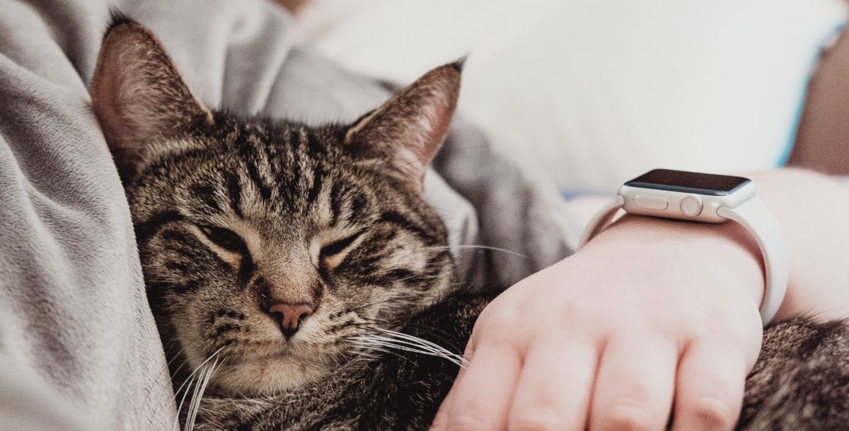 A cat that is looking at the camera