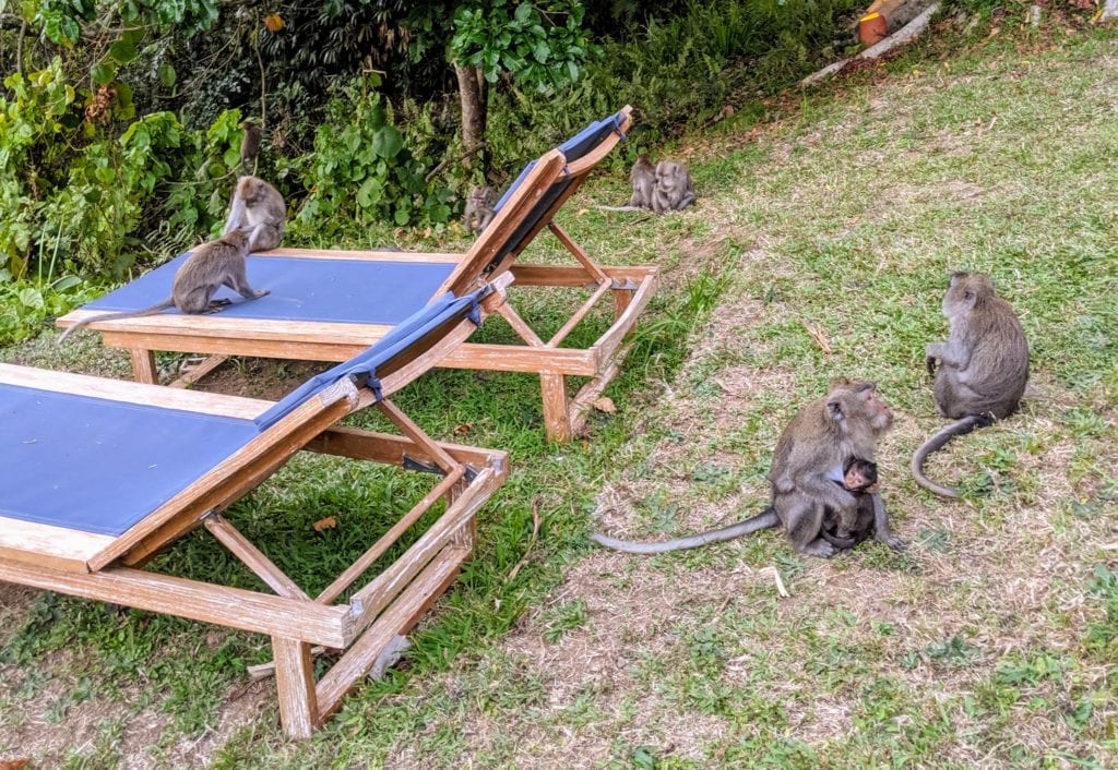 Alila Hotels are an Absolute Gem in Hyatt's Portfolio 3 alila ubud