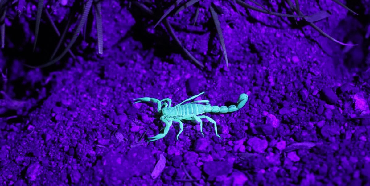 United scorpion