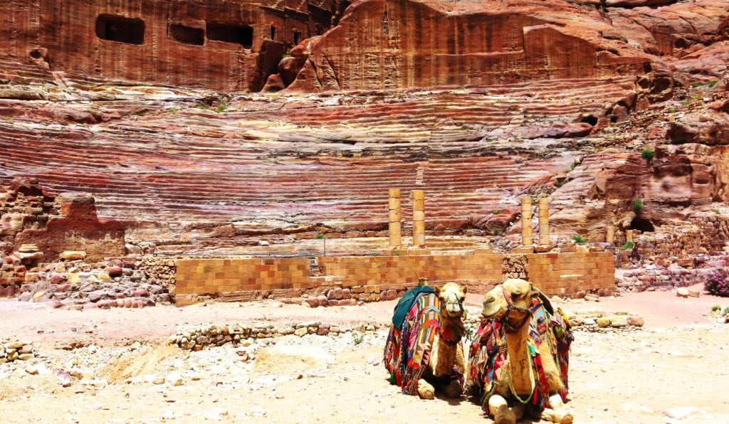 Planning the Perfect Trip to Petra, the Ancient City of Jordan 8 camels in jordan
