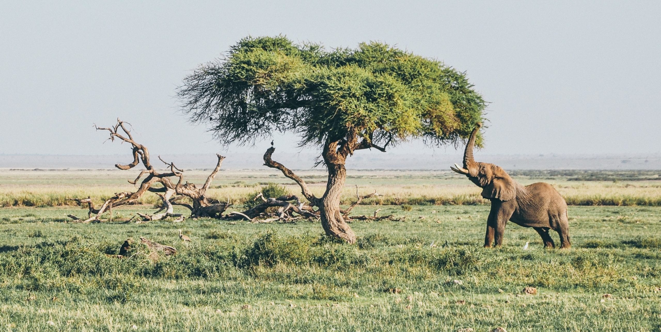 A herd of animals grazing on a lush green field
