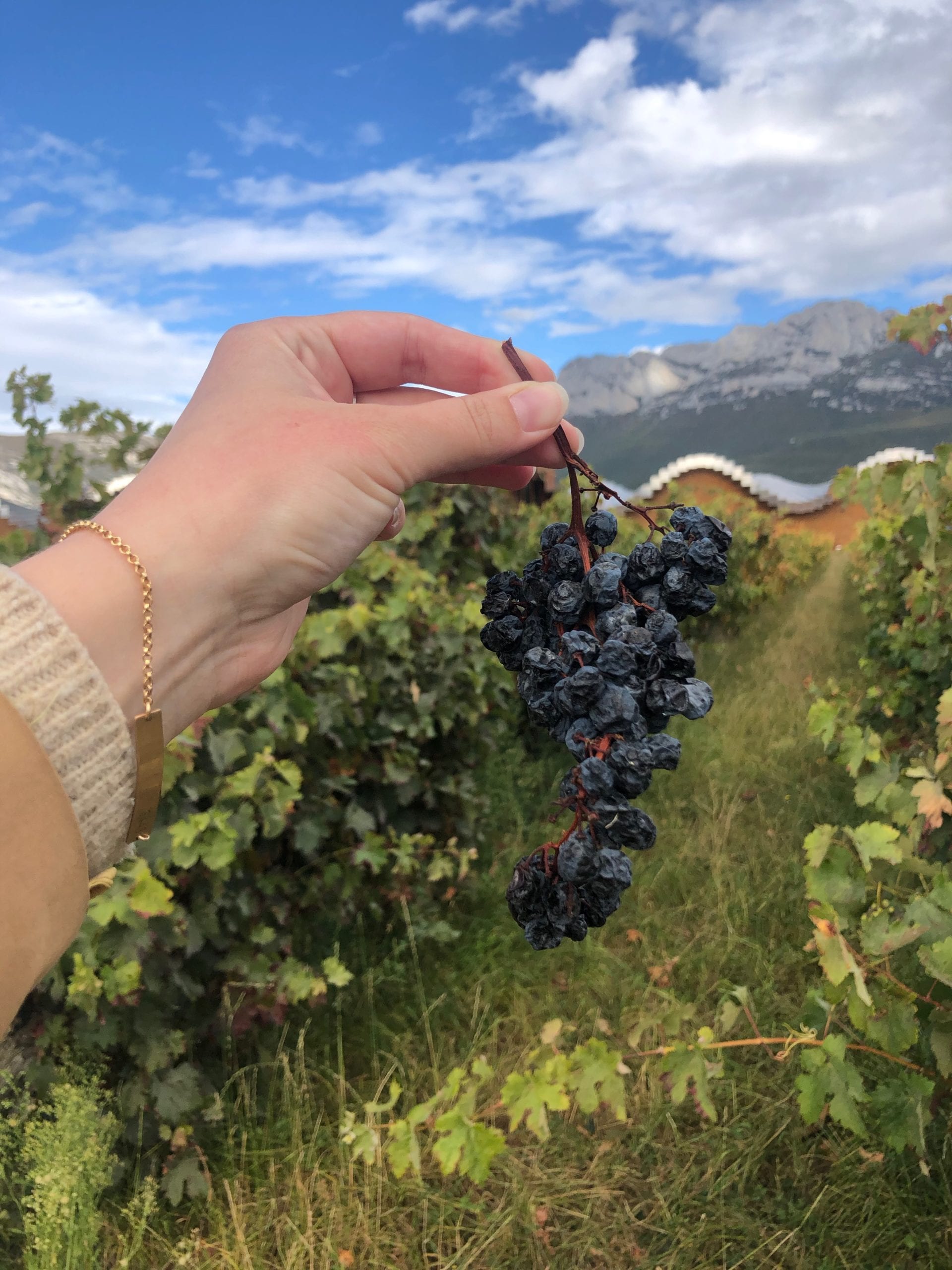grapes la rioja spain