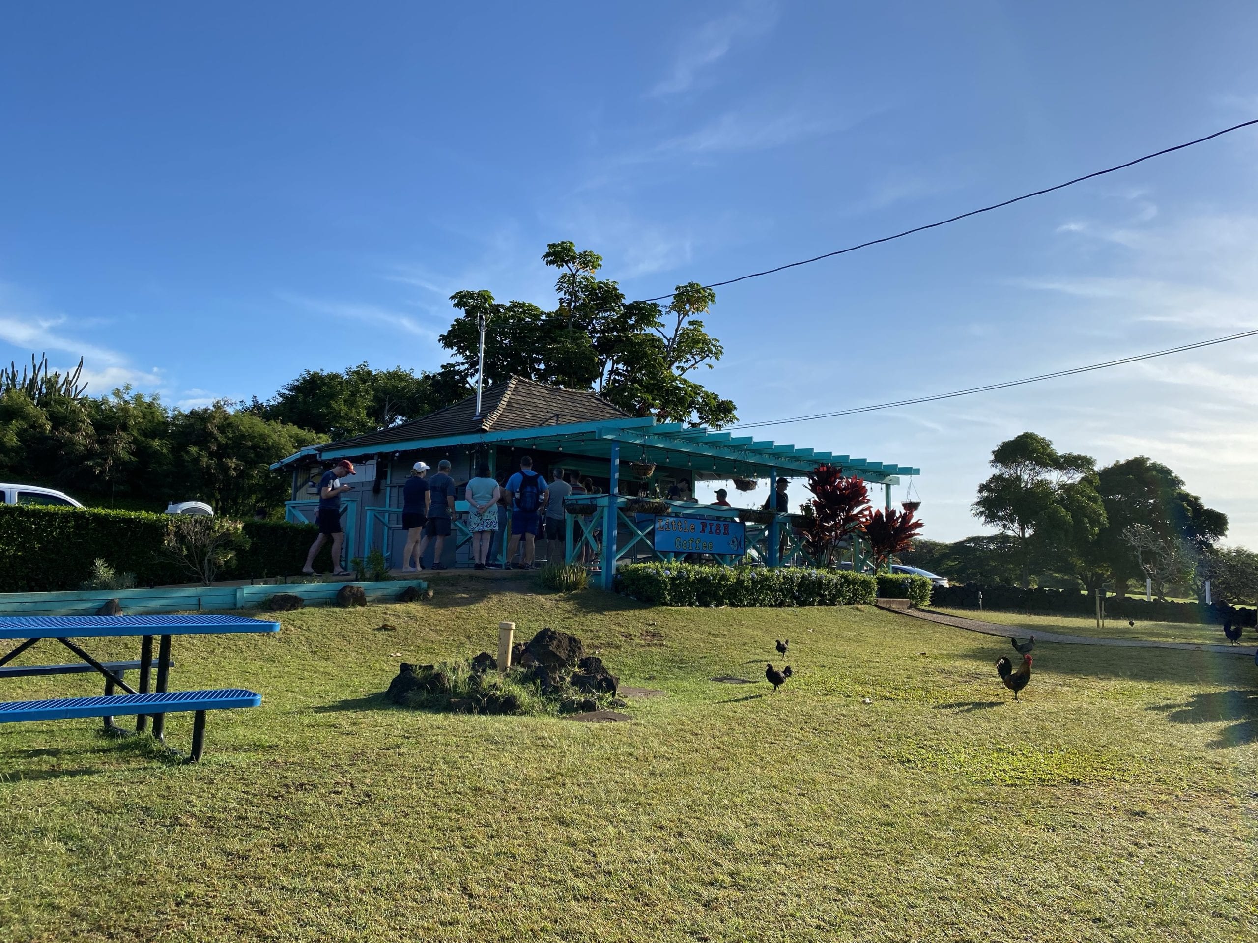 a small outdoor restaurant with roosters and chickens walking around