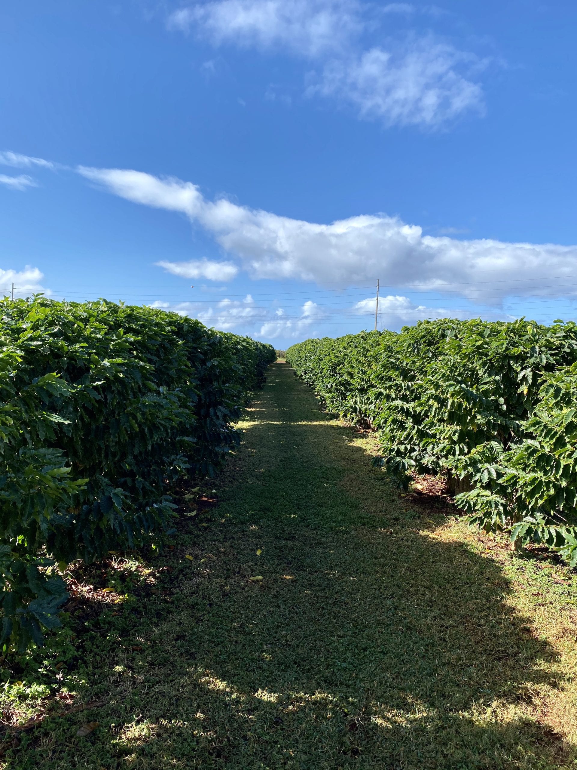 long rows of coffee plants