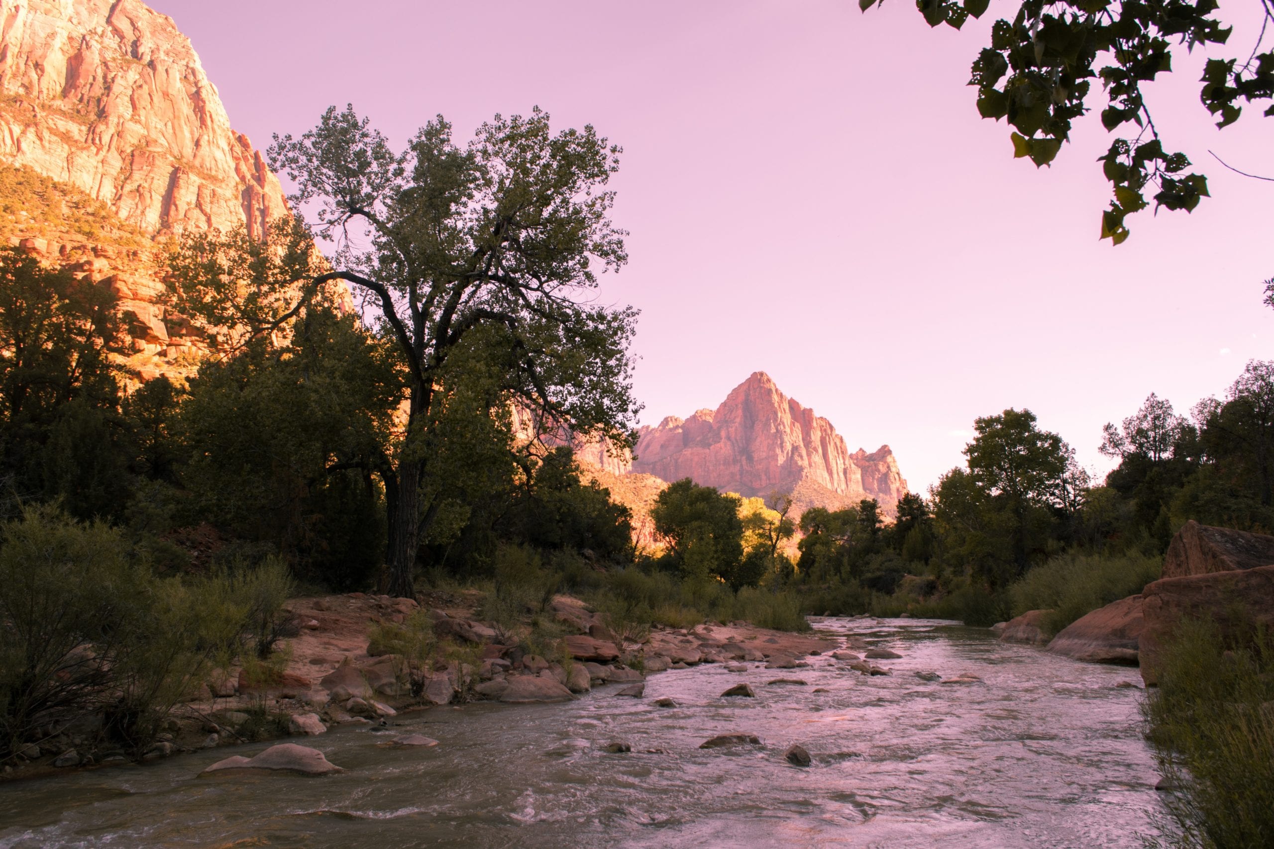 A tree with a mountain in the background