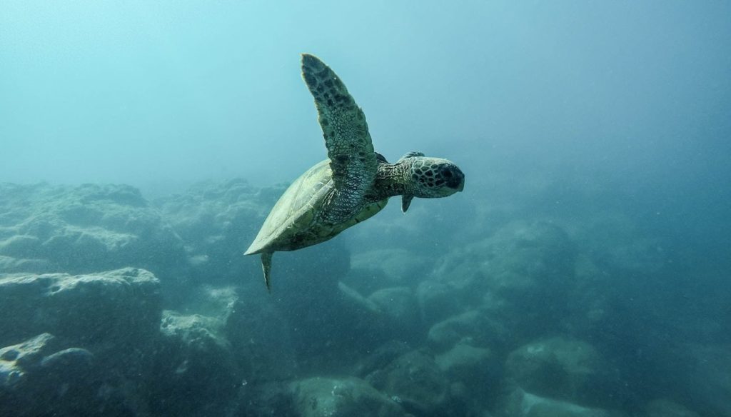 Turtle Hawaii
