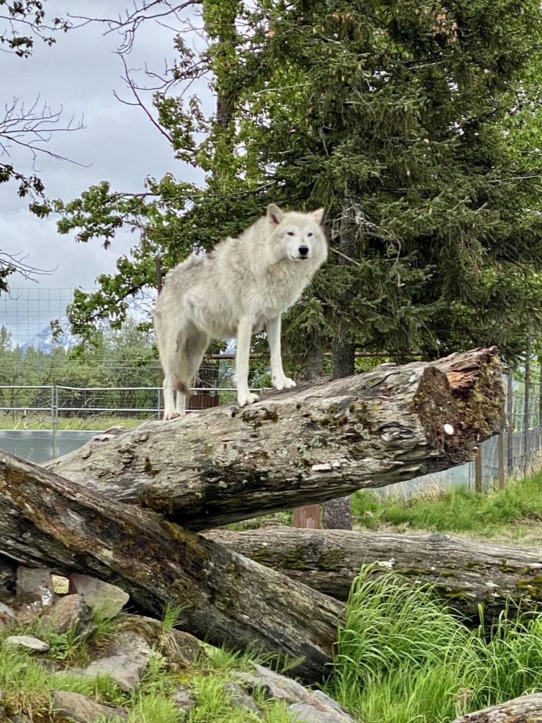 Wildlife Conservation Center Alaska