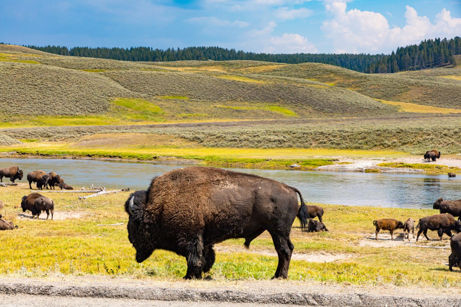 Yellowstone National Park road trip