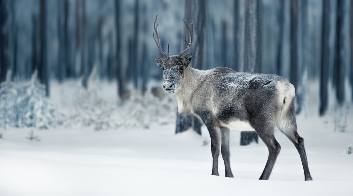 A deer standing in the snow