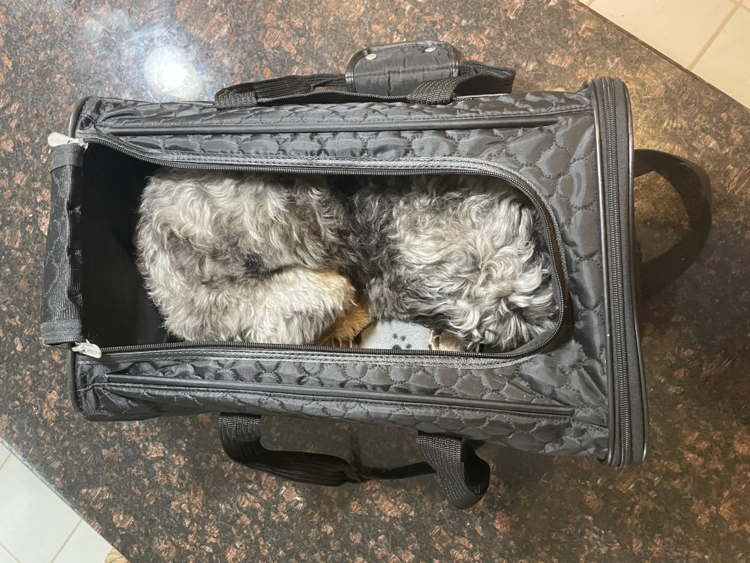 How to Fly with a Carry-On Pet on Your Next Trip 11 A small blue merle dog in a black pet carrier sleeping taken from above.