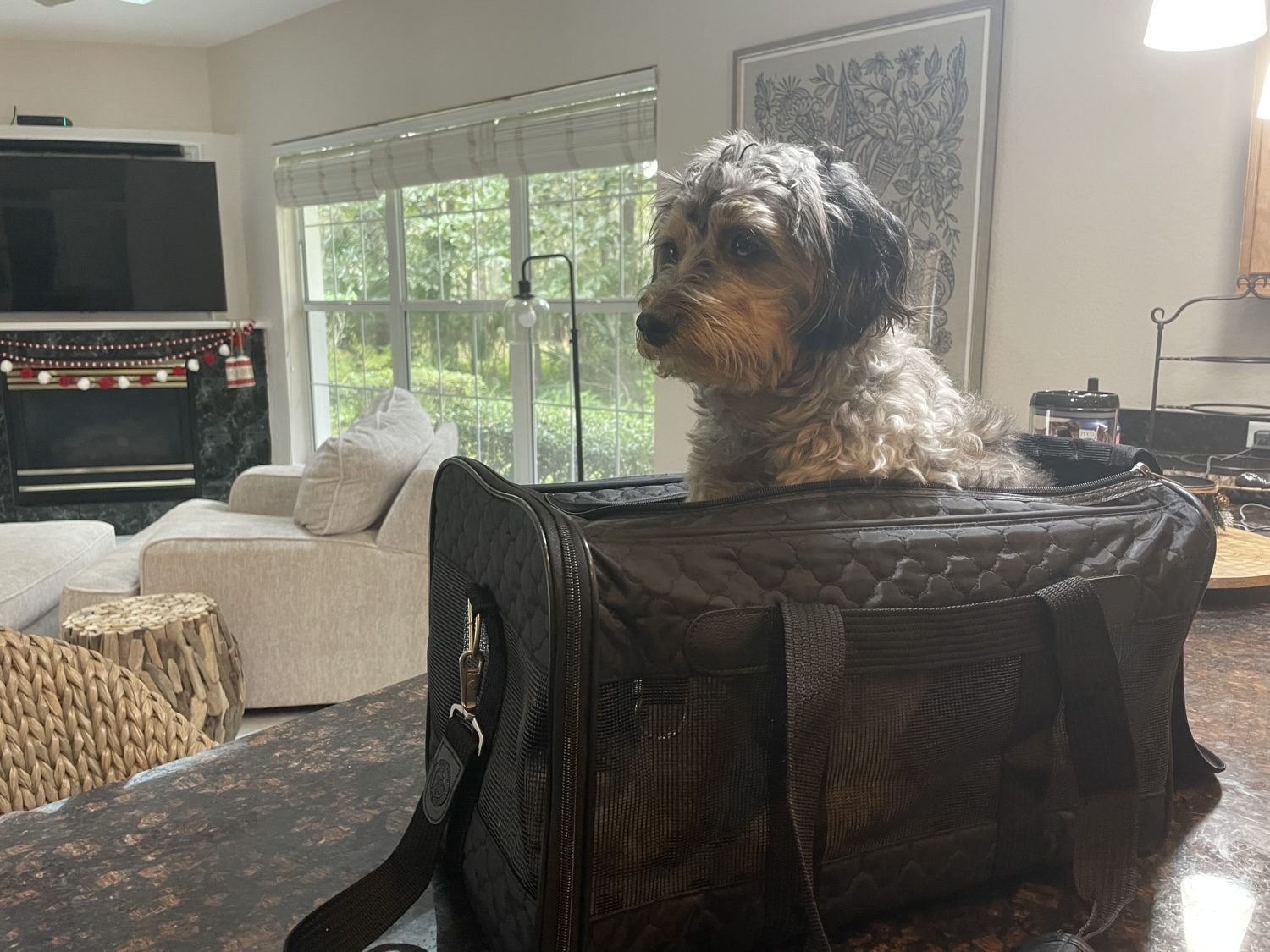 A small blue merle dog pokes his head outside the top of a black pet carrier. 