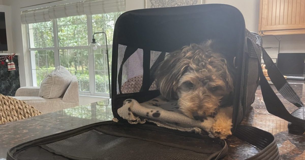 flying with a carry-on pet