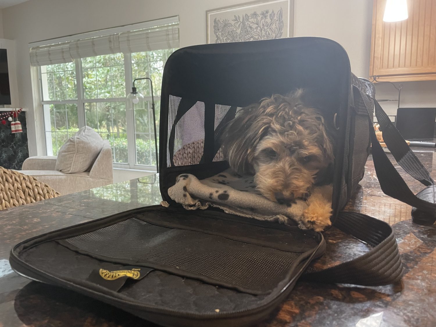 How to Fly with a Carry-On Pet on Your Next Trip 16 A small blue merle dog laying down in a black pet carrier with a gray blanket on the inside.