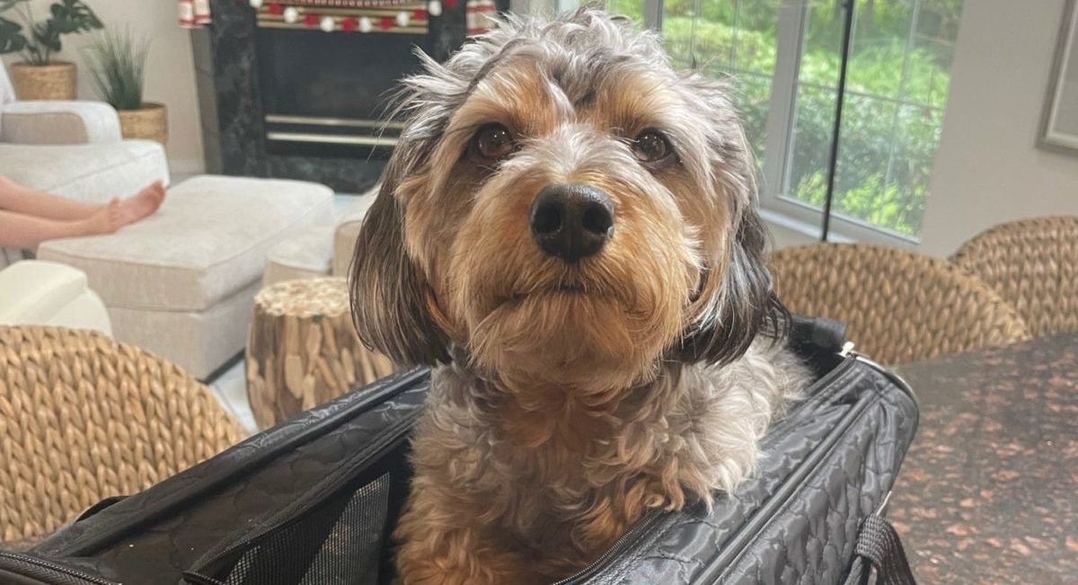 A very cute blue merle miniature aussiedoodle looks into the camera from his small, black pet carrier before a flight.