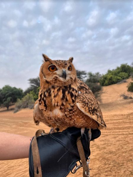 A Dubai Dream: A Review of the Al Maha, A Luxury Collection Desert Resort & Spa 74 al maha falconry activity
