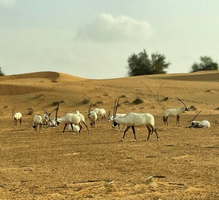 A Dubai Dream: A Review of the Al Maha, A Luxury Collection Desert Resort & Spa 73 al maha wildlife