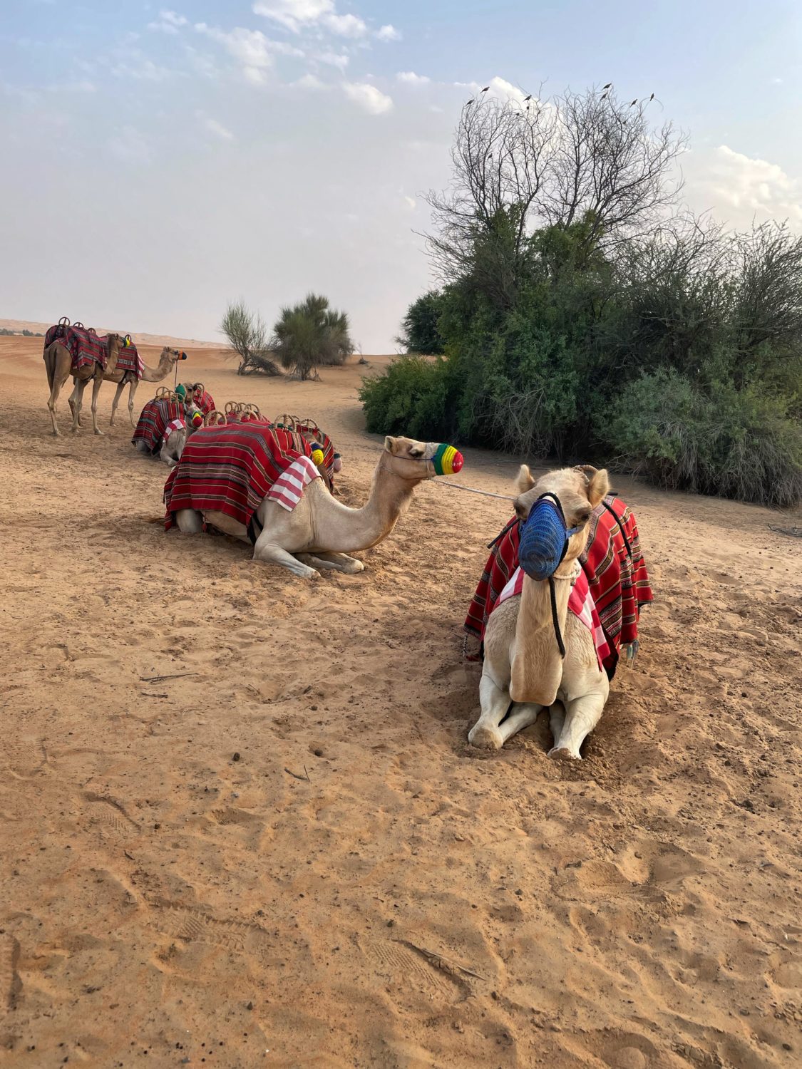 al maha camel ride