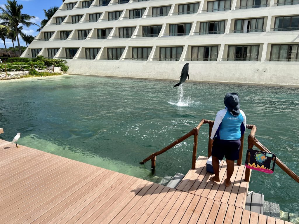 hyatt ziva cancún dolphin pool