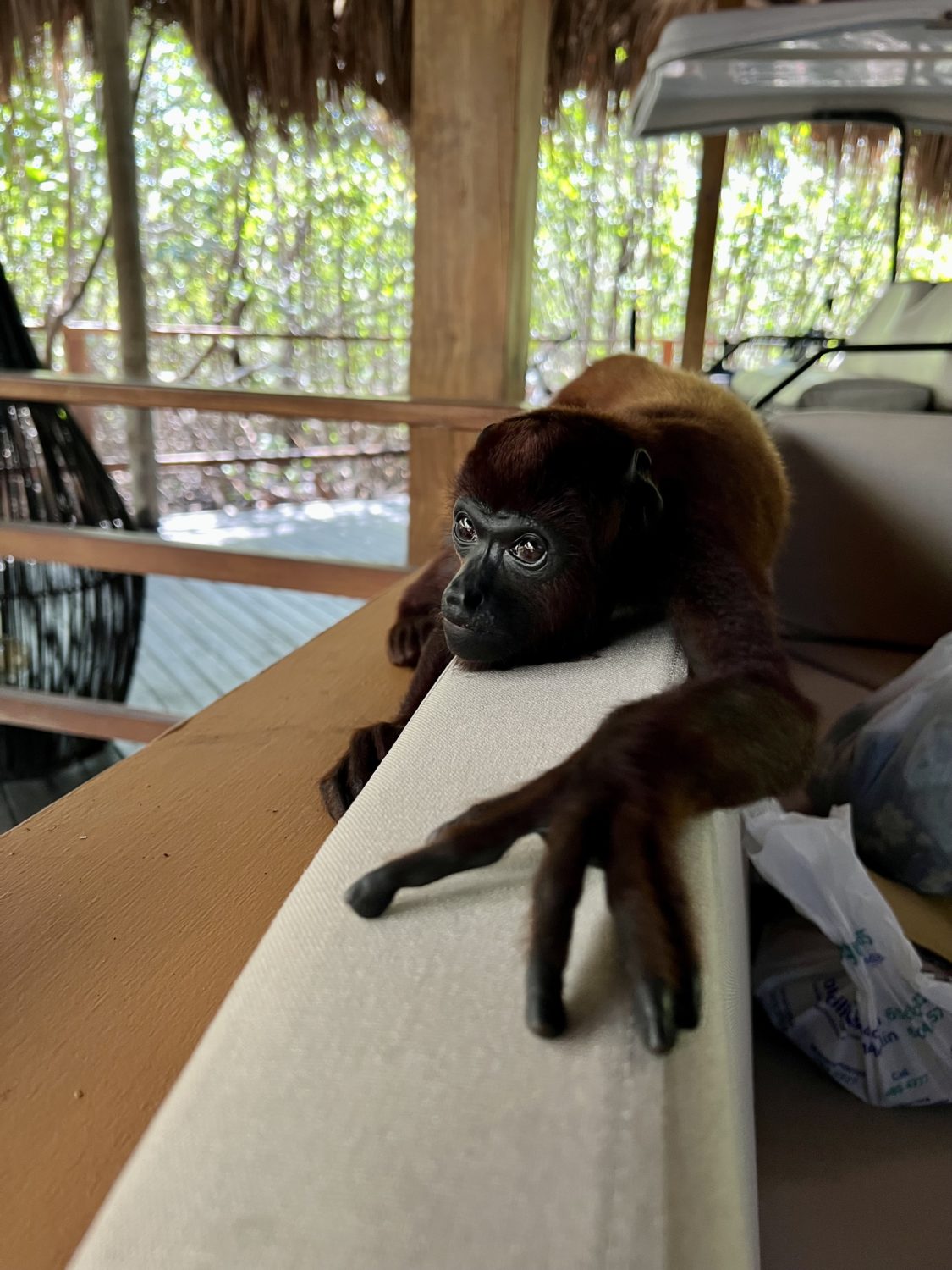 hotel las islas monkey