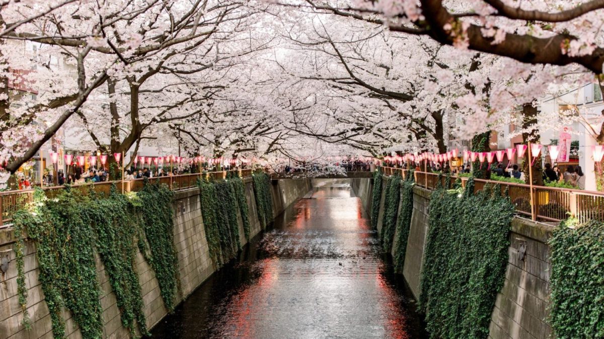 Cherry Blossoms Japan