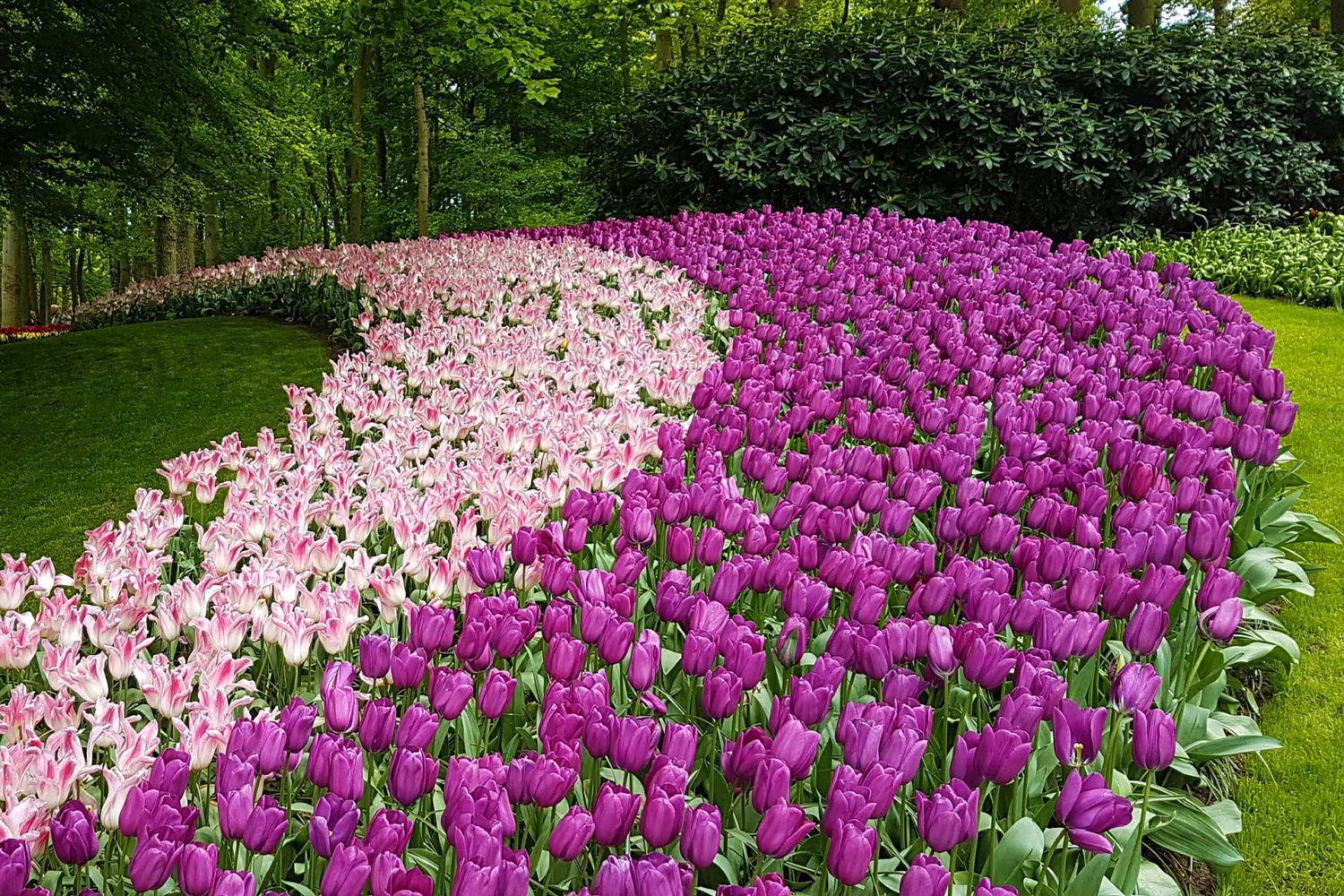 Tulip festival