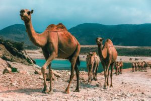 oman camels