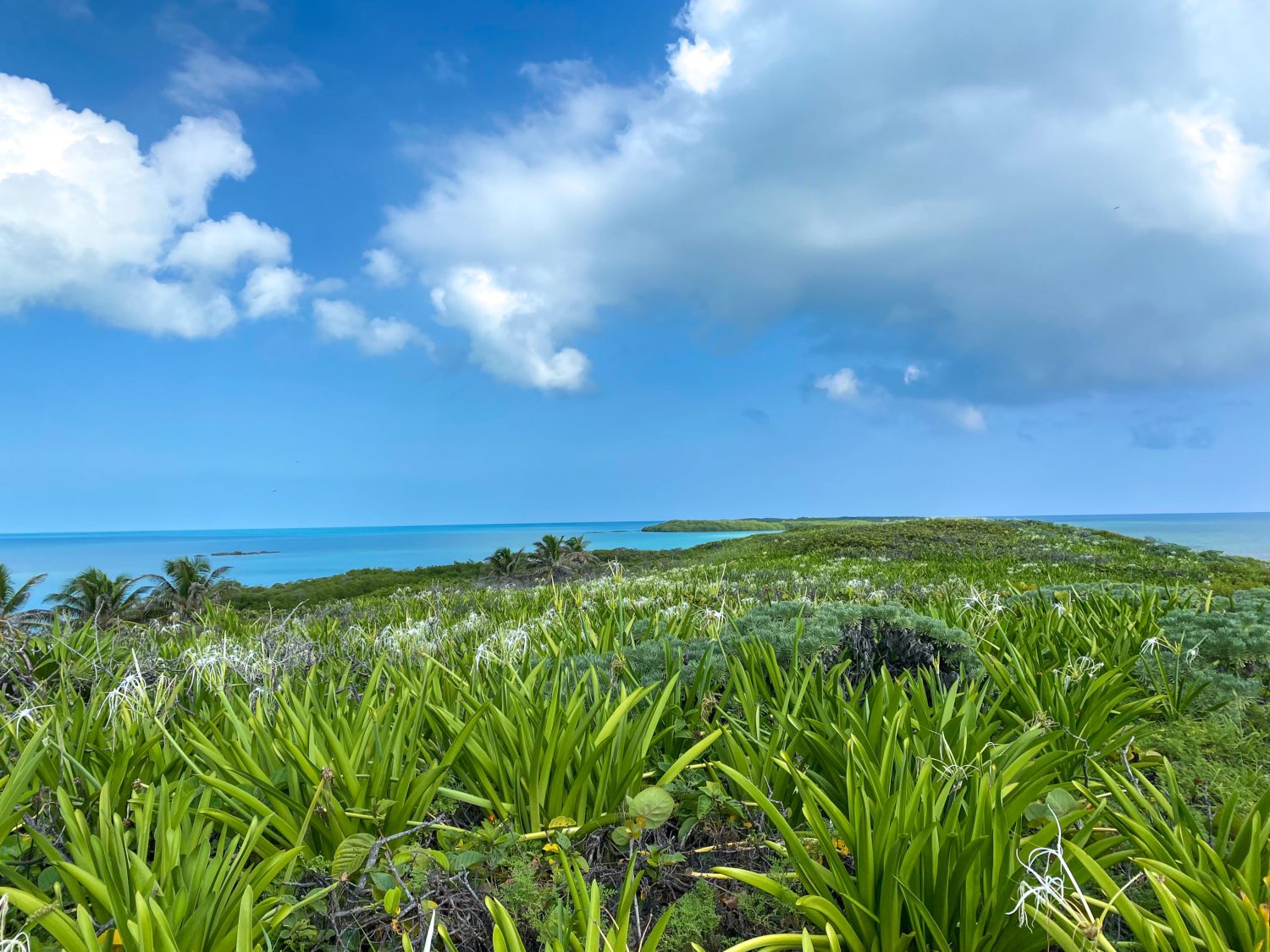 Isla Contoy overlook