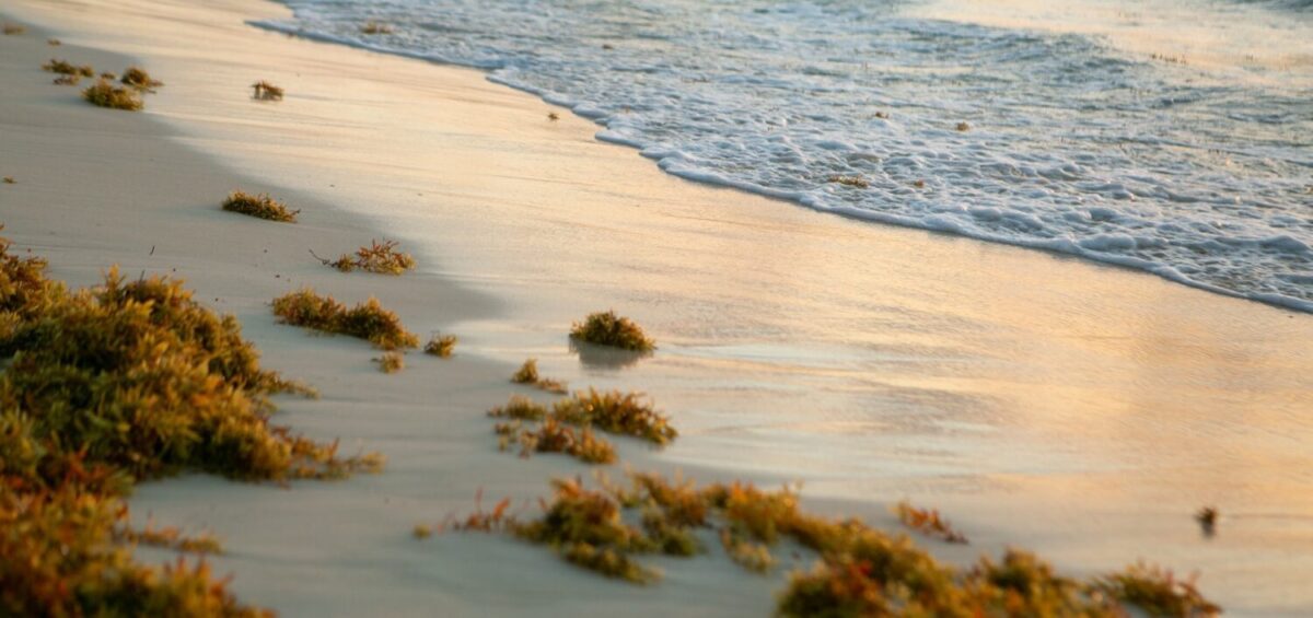 Sargassum bloom on a beach