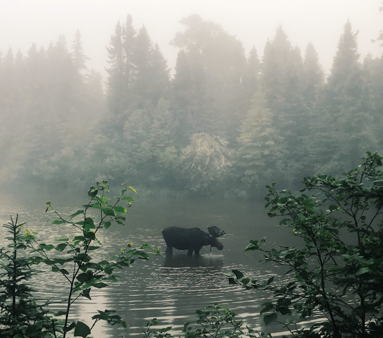 A moose on Isle Royale National Park