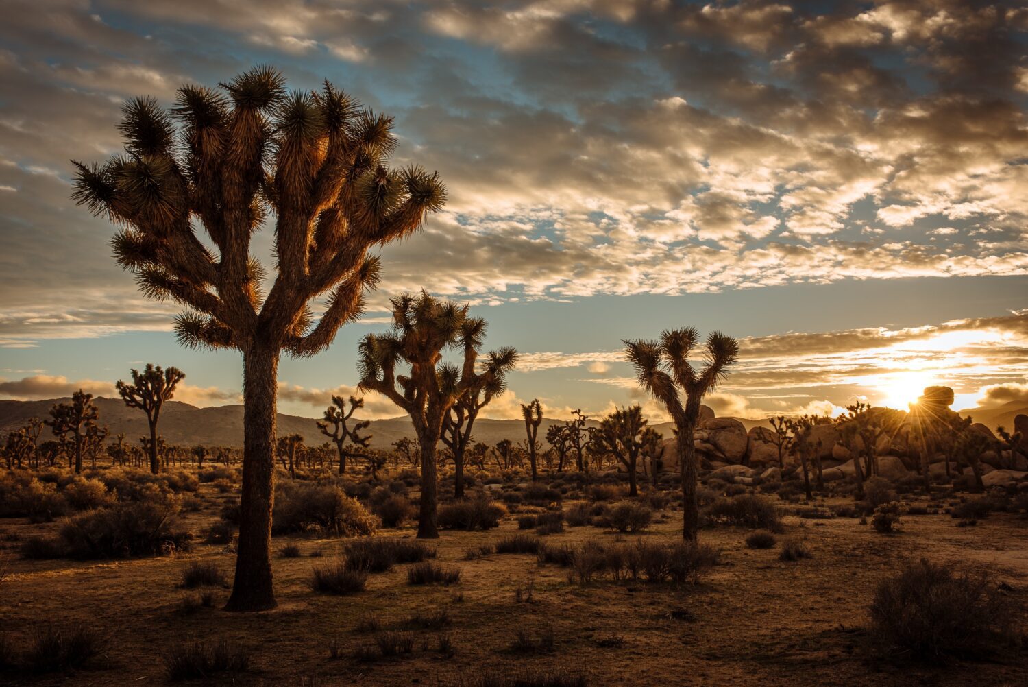 A stunning desert landscape with unique Joshua trees and breathtaking rock formations