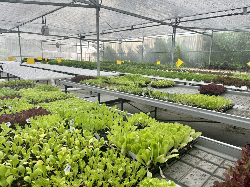 greenhouse